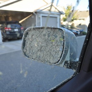 Who needs to see out of the mirrors?