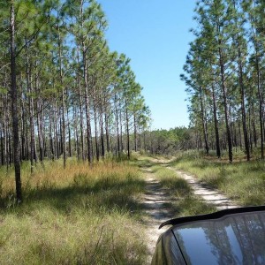 Citrus - trail ride