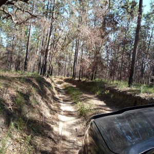 Citrus - trail ride