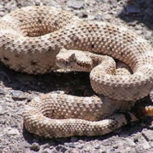 240px-Crotalus_cerastes_mesquite_springs_CA