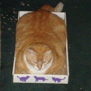 Funny picture