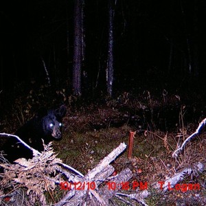 bear