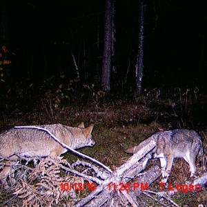 coyotes