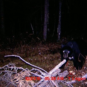 another bear