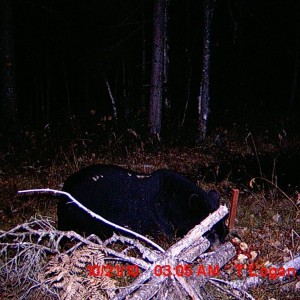 bear eatin my deer apples