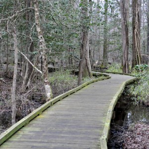 Dismal Swamp 13