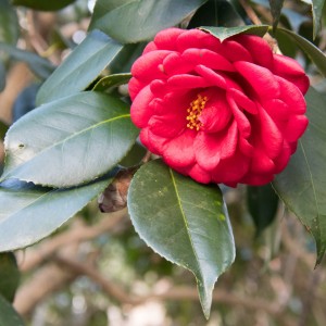 Flower At Carvers Creek SP