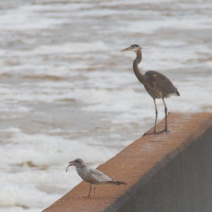 Heron And Seagull Small