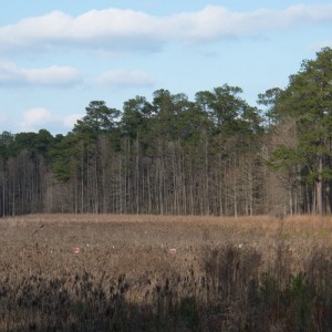 Lake At Carvers Creek SP