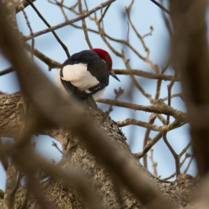 Red Headed Woodpecker Carvers Creek SP