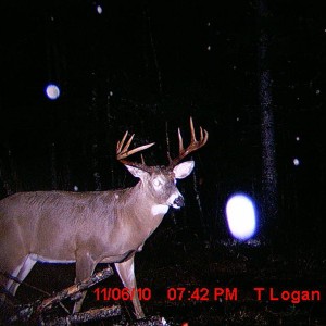 10 pointer