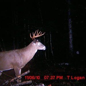 10 pointer