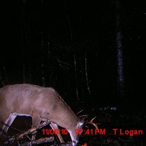 10 pointer