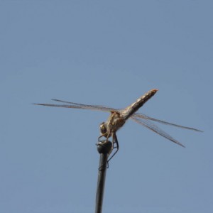 Ocotillo 11-13-10