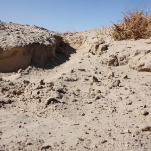 Ocotillo 11-13-10