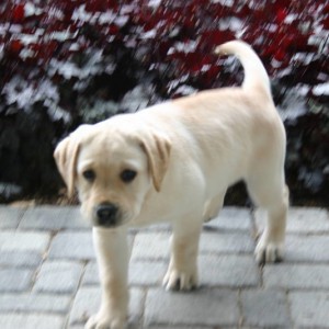 buddy