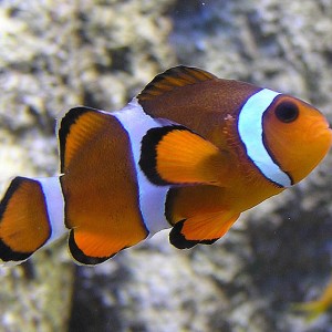Clown_fish_arp_750pix