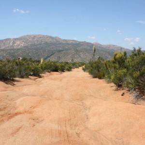 The Trail