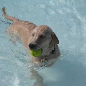 Grady is swimming!