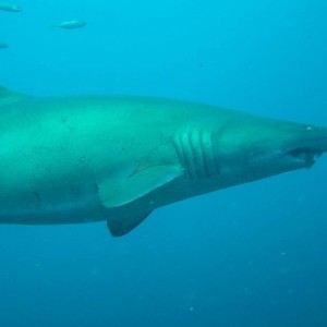 Sand Tiger on the Hyde Wreck