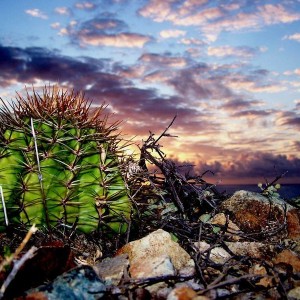 Cactus_Sunrise
