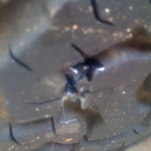 fixing a flat