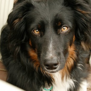 Mattie - The Not So Mini Aussie