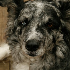 Oreo - The Rough Coated Blue Merled Border Collie