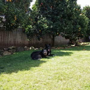 Two happy pups following the shade line :cheers: to a beautiful day!