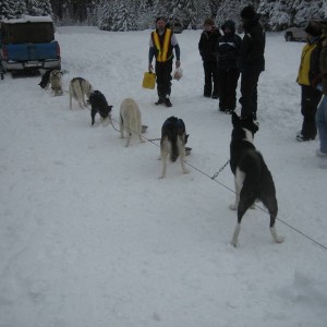 The Dog sled team