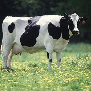 cow