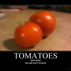 tomatoes