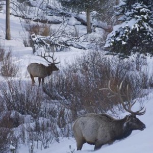 elk_2