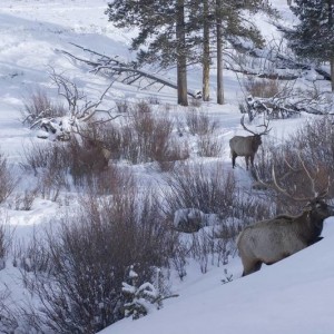 elk_1