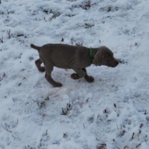weim pup