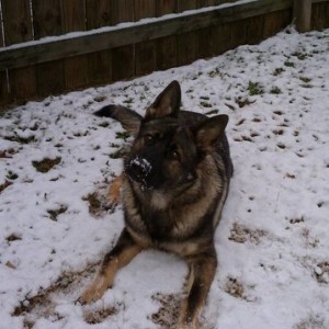 Link_Snow