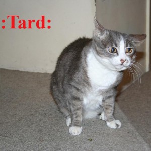 tard