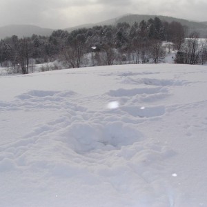 Deer Bed Hilltop Rt 36 Vermont