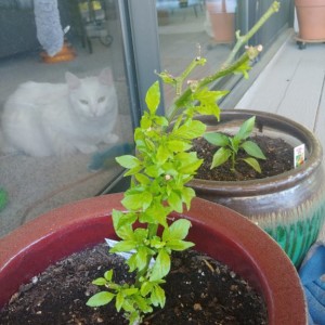 Overwintering FTW!