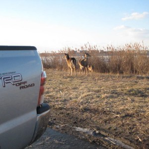 2011 Tacoma Off Road - Deer