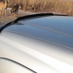 2011 Tacoma Off Road - Deer
