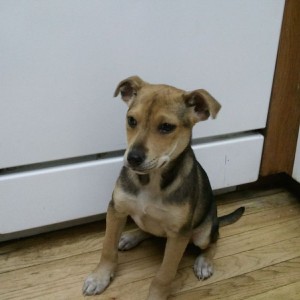 Rescued a pup