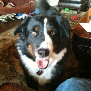 Say hello to Laddie, he is living with us temporarily until he gets another