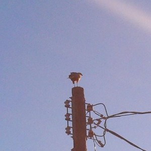 Fed a hawk a mouse. Nom nom nom. We have 3 hawks that hang around my house 