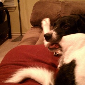 My dog does this all the time but he stops if you look at him. Finally got 