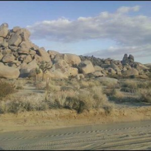 joshua tree 2/8