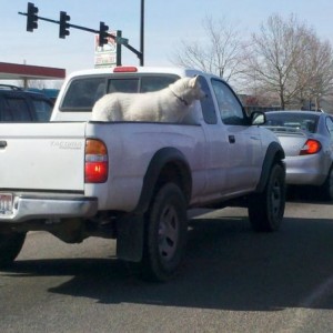 Taco...with a huskie in the back. Posting from a traffic light lol AWSM