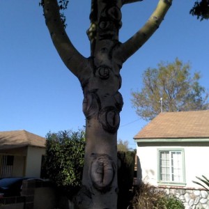 Lol vag tree