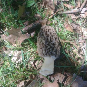 Morel