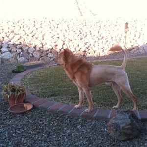 Look what my brother did to his dog. Lion!